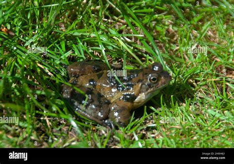 Common frog amongst grass Stock Photo - Alamy