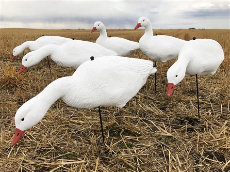 Economy Fullbody Snow Goose Decoys - Bulk Decoy Club