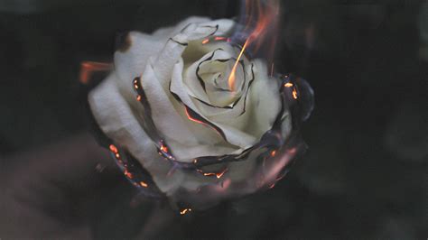 2560x1440 Rose Fire Photography Smoke 1440P Resolution HD 4k Wallpapers ...