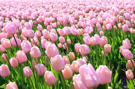 Pink tulips, photo files, #1330692 - FreeImages.com