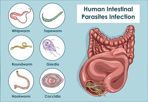 Pinworms Rash