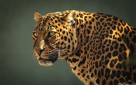 🔥 [93+] Jaguares Wallpapers | WallpaperSafari