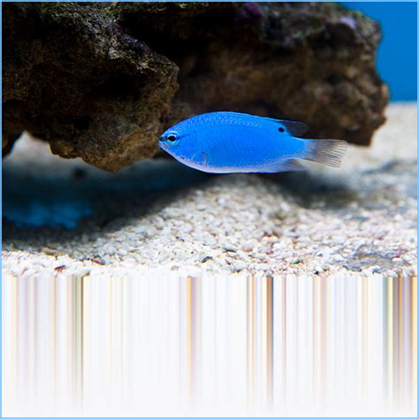 Blue Damselfish or Hedley’s Damselfish | Pete's Aquariums & Fish