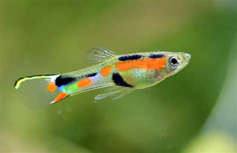 What Is The Difference Between Guppies And Endlers? | Tank Facts