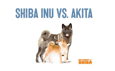 Shiba Inu Vs. Akita Inu - What's The Difference? - My First Shiba Inu