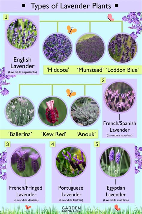 List of Different Types of Lavender Plant with Pictures | Types of ...