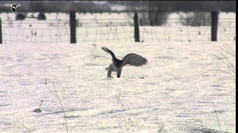 A Gyrfalcon hunting in the snow, catches a small rodent - YouTube