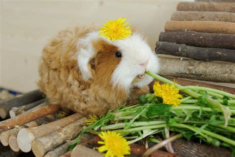 Texel Guinea Pigs: Breed Characteristics and Care Guide | LoveToKnow Pets