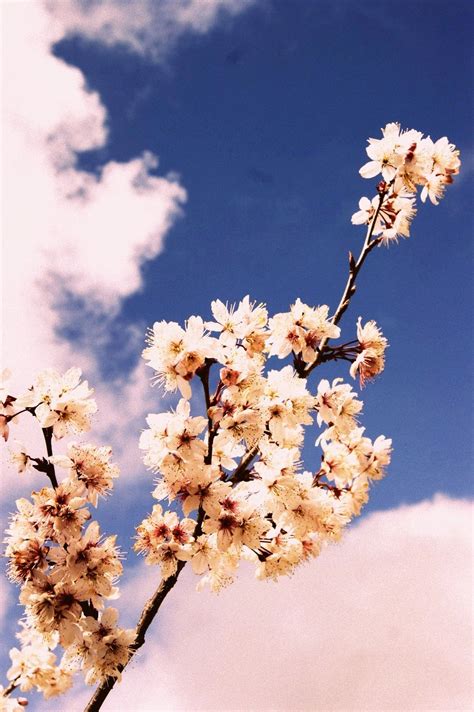 Cherry blossoms at Alishan | Cherry blossom, Blossom, Travel spot