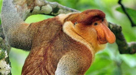 Save the proboscis monkeys’ forest! - Rainforest Rescue