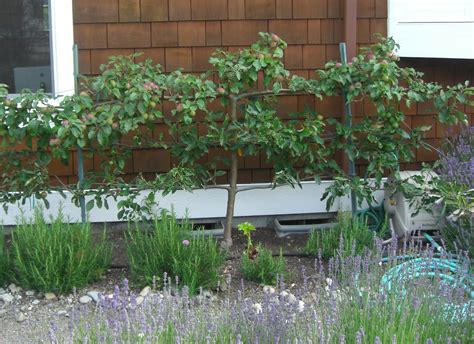 Backyard Orchard Culture: Too Good To Be True? | Northwest Edible Life