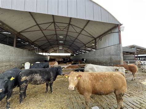 Beef Focus: Meath beef farm finishing 5,000 cattle/year