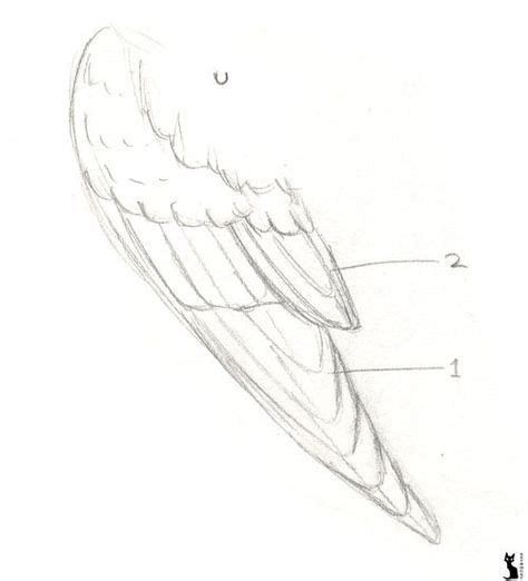 Folded Bird Wings | Here is a folded wing, We can see that the ...