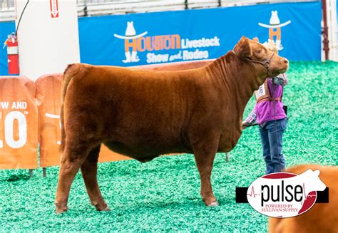 2021 Houston Livestock Show | Red Brangus | The Pulse