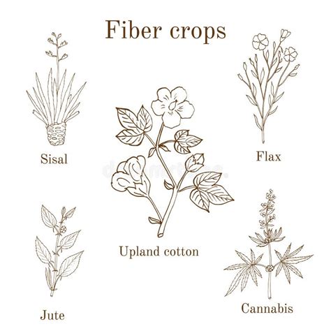 Fiber Crops - Cotton, Sisal, Flax, Jute, Cannabis Stock Vector ...