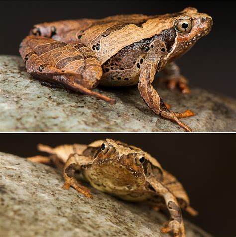 Species New to Science: [Herpetology • 2019] Micryletta eos • A New ...