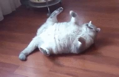 fat :: cat :: roll :: gif (gif animation, animated pictures) / funny ...