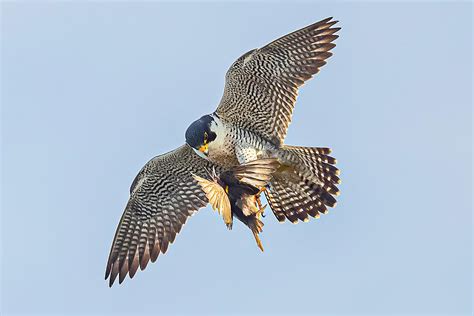 Peregrine Falcon In Flight #13 Photograph by Morris Finkelstein