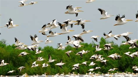 Migratory Birds Wallpapers - Wallpaper Cave