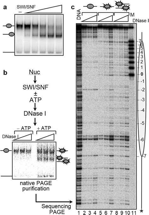 DNase I footprinting analysis shows that nucleosome treatment with ...