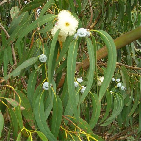 20+EUCALYPTUS seeds, packaged in a paper seed envelope. Germination and ...