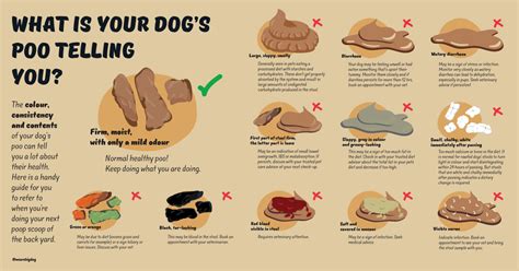 What’s your dog’s poo telling you? - Guides | Big Dog Pet Foods