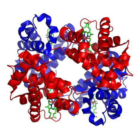 Difference Between Fibrous and Globular Proteins | Compare the ...