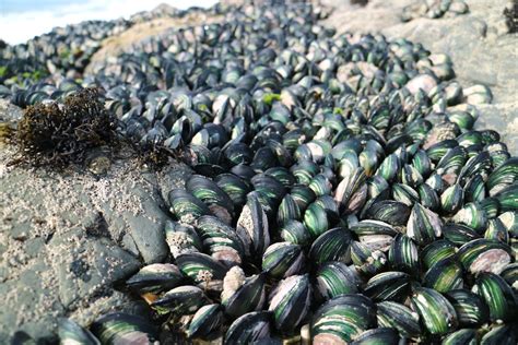 Understanding habitat features of native mussel reefs - Marine ...