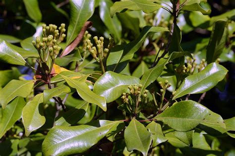 What Are Cloves and How Are They Used?