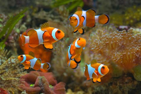 Clownfish – www.coralreeftn.com