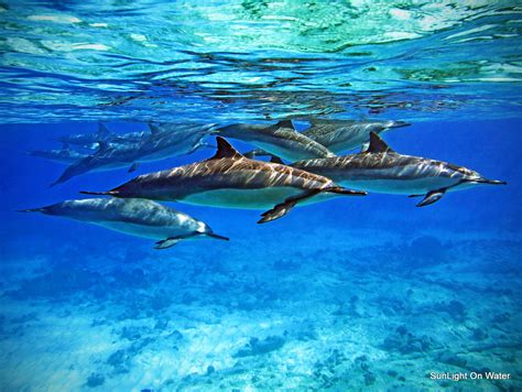 Swim with Dolphins - Paradise in Hawaii