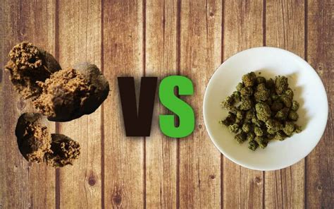 HACHÍS VS MARIHUANA, ¿Cúal es la diferencia?