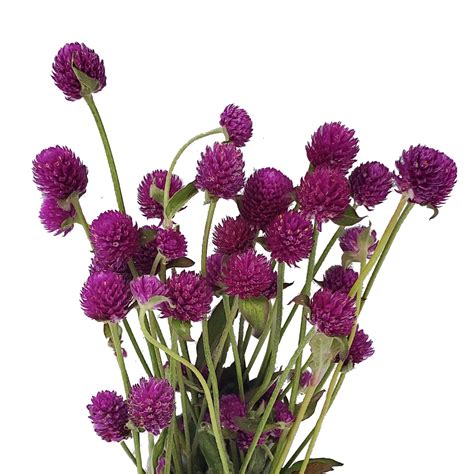 Purple Gomphrena - Fresh Cut - 10 Bunches - Walmart.com - Walmart.com