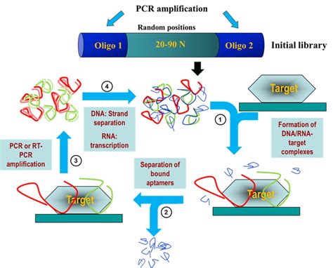 Scheme showing characteristics of each aptamer molecule in the ...