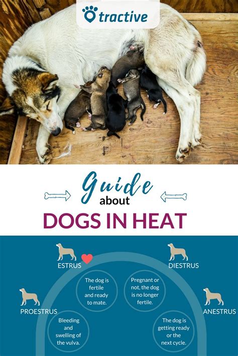 Dog In Heat? Here’s Everything You Need To Know. | Dog in heat ...