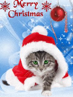 Christmas Cat Gif - GIFcen