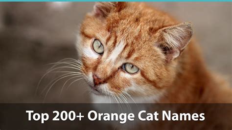 Top 200+ Names For Orange Cats: Funny, Traditional, Unique, And More!