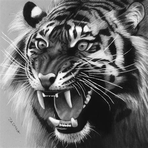 Drawing of a Roaring Tiger by JasminaSusak on DeviantArt