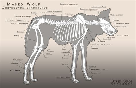 Maned Wolf Anatomy by OhWoahItsMe on DeviantArt