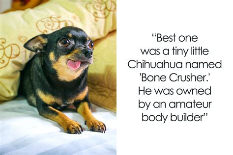 72 Funniest Pet Names That Luckily Our Companions Don’t Understand ...