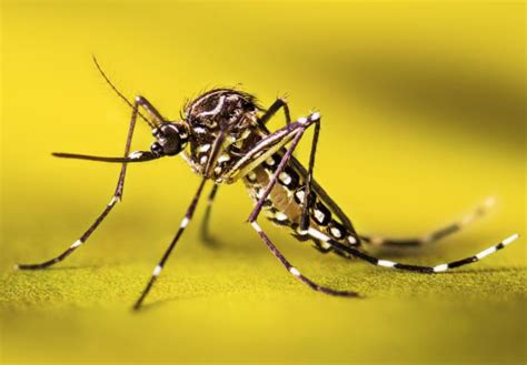 The Increasing Burden of Dengue Fever in a Changing Climate