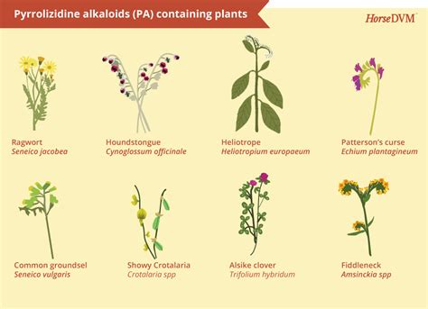 pyrrolizidinealkaloids - ScienceLab.Gr