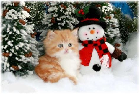 🔥 [50+] Christmas Kittens Wallpapers | WallpaperSafari