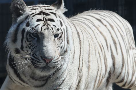 File:Royal White Bengal Tiger headshot at Cougar Mountain Zoological ...