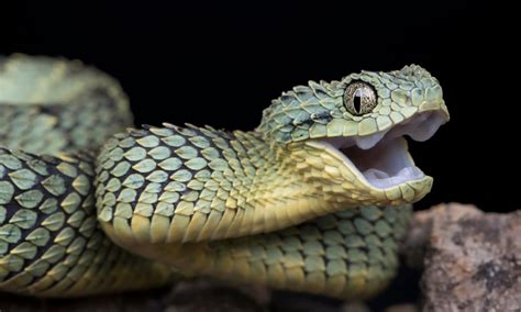 Snake Phobia: What's the Fear of Snakes and Why Do So Many People Have ...