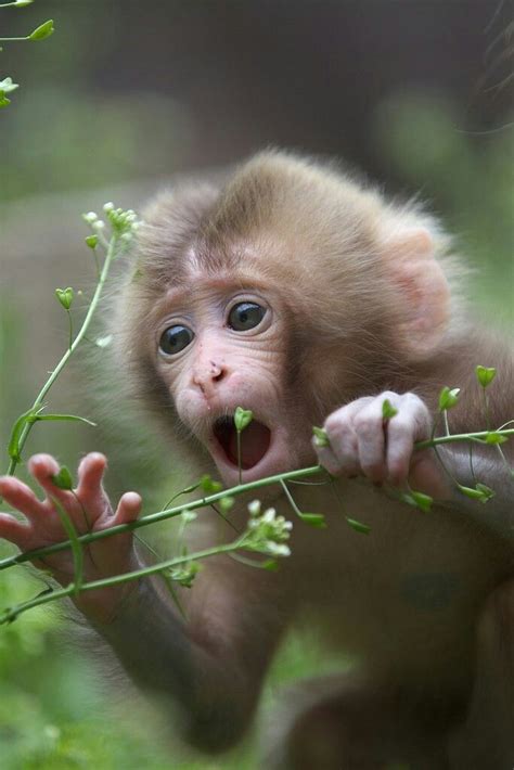 Monkeys are so expressive! | Cute animals, Cute baby animals, Cute monkey