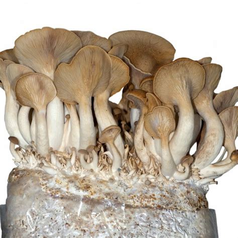 King Oyster - Pleurotus eryngii - Spawn for cultivation on straw for ...