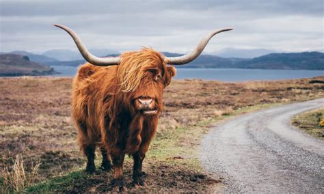 Yak vs Highland Cow - A-Z Animals