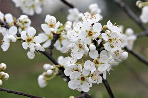 File:Plum blossoms.jpg