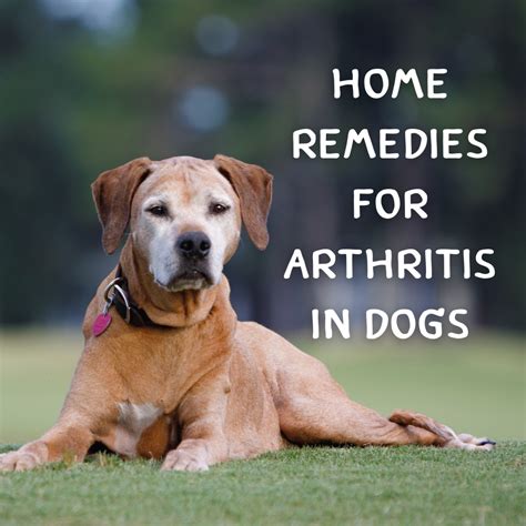 Can Arthritis Make A Dog Limp